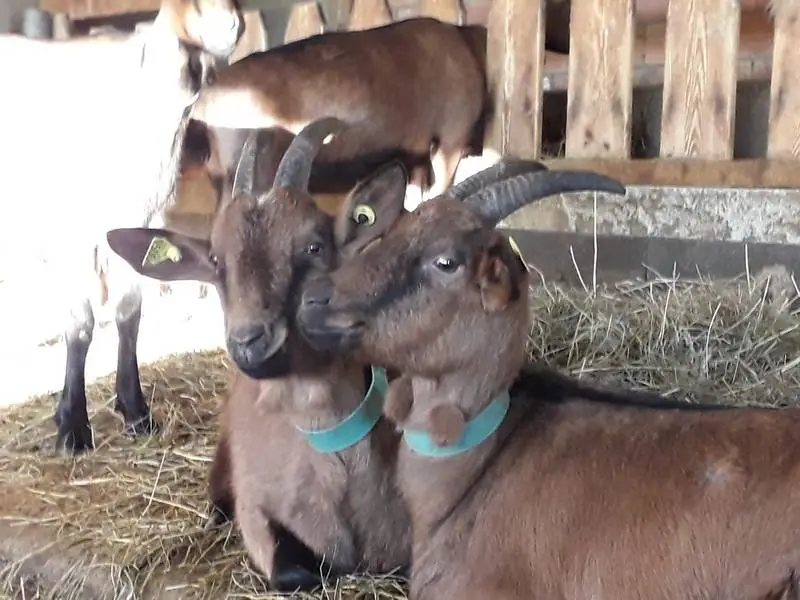 La Ferme La Chèvre qui rit (à 20 minutes)